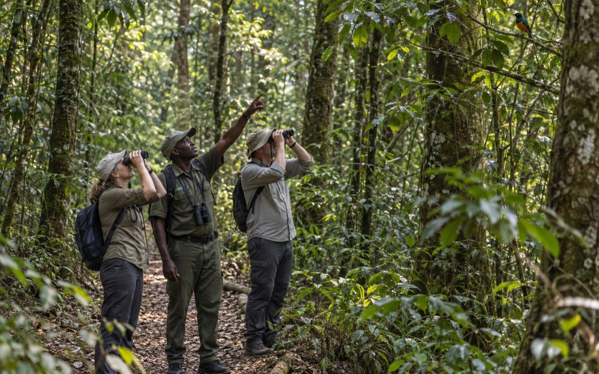 Kakamega Rainforest Birding Walk